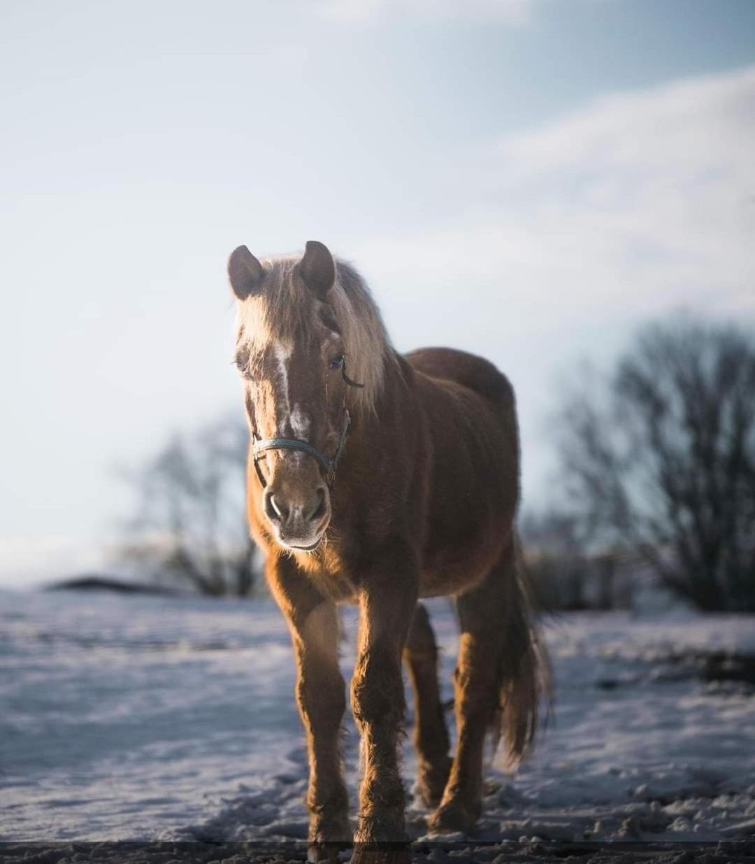 Chata Chlumik Decin Buitenkant foto